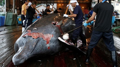 Một con cá voi mũi nhọn bị xẻ thịt. (Nguồn: Reuters)