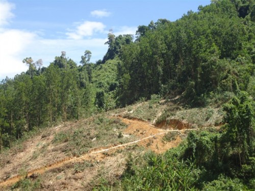 Rừng trồng của Công ty CP Vinafor gần làng Tà Lang (cũ) (Ảnh: nongnghiep.vn)