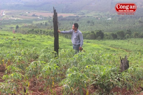 Hàng nghìn héc-ta rừng của Cty Trường Xuân ngã xuống để nhường đất cho... mì (Ảnh: Công an TP.Đà Nẵng)