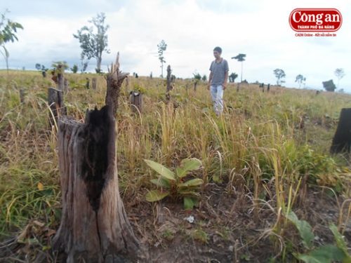 Rừng tại tiểu khu 262-264, thuộc quản lý của công Cty Cư Mlan bị “cạo trọc” (Ảnh: Công an TP. Đà Nẵng)