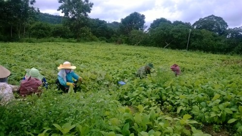 Người dân tranh thủ trồng cây ngắn ngày khi rừng chưa khép tán (Ảnh: nongnghiep.vn)