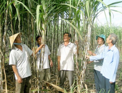 Nông dân huyện Phụng Hiệp (Hậu Giang) lo lắng giá mía thấp và khó tiêu thụ (Ảnh: Sài Gòn Giải Phóng)