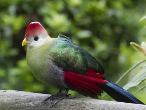 Các loài chim đối mặt nguy cơ tuyệt chủng (Ảnh: redorbit.com)