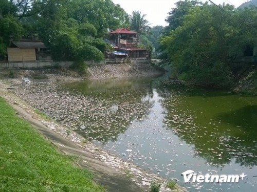 Cá chết hàng loạt tại hồ Thiền Quang do nguồn nước bị ô nhiễm. (Ảnh: Hùng Võ/VietnamPlus)
