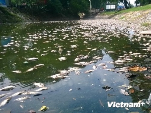 Cá chết "phơi trắng" mộc góc hồ Thiền Quang (Ảnh: Hùng Võ/VietnamPlus)