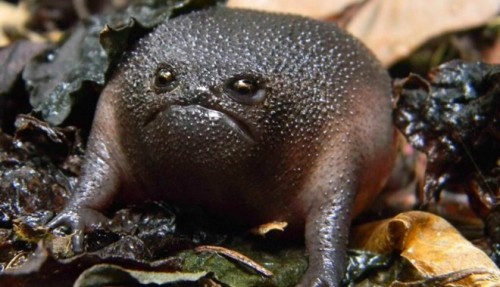 Một con ếch Black Rain (Ảnh: melbourneer)