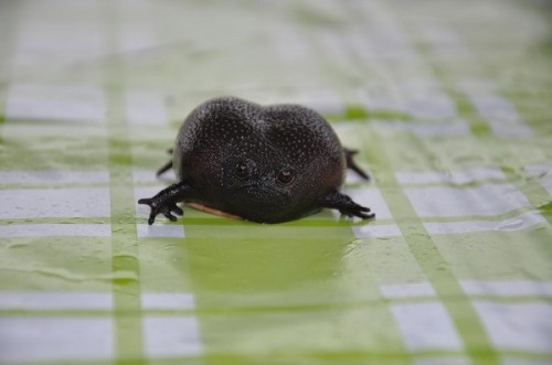 Một con ếch Black Rain khi chưa phồng người (Ảnh: melbourneer)