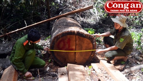  Cây gỗ chò đường kính hơn 1m bị lâm tặc chặt hạ (Ảnh: Công an TP Đà Nẵng)