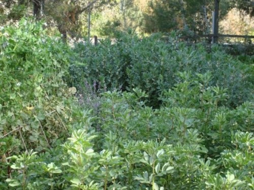 Vườn rau quả hữu cơ của Maggie Rosenberg ở Nataf (Ảnh: Thời báo Israel )