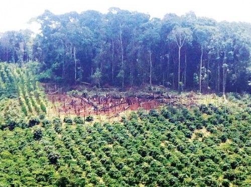 Nhiều diện tích rừng do Công ty Lâm nghiệp Trường Xuân quản lý bị người dân chặt phá trồng cây công nghiệp (Ảnh: Công Hoan/Sài Gòn Giải Phóng)