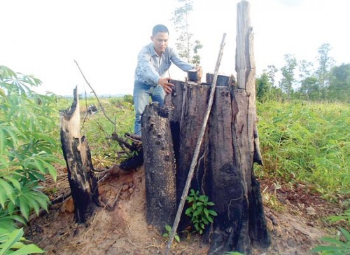  Những cây gỗ to bằng 2-3 người ôm bị đốn hạ để nhường đất cho cây khoai mì, bắp mọc lên (Ảnh: Võ Phúc/Sài Gòn Giải Phóng)