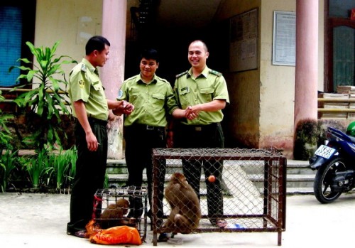 Đại diện Trung tâm Cứu hộ, bảo tồn và phát triển sinh vật Hoàng Liên nhận bàn giao cá thể khỉ từ đại diện Hạt Kiểm lâm Văn Bàn (Ảnh: Báo Tài nguyên và Môi trường)