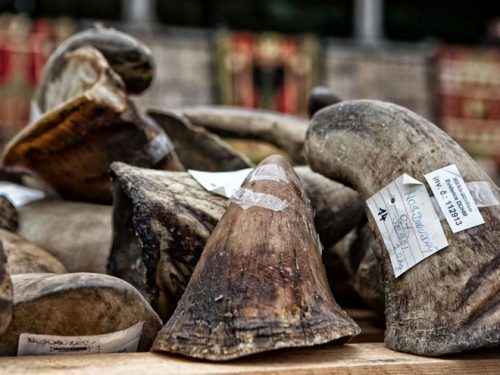 Cộng hòa Séc tiêu hủy hơn 50 kg sừng tê giác 