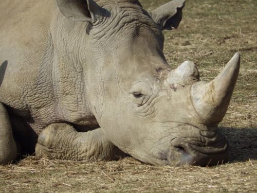 Loài tê giác trước nguy cơ bị giết trộm để lấy sừng