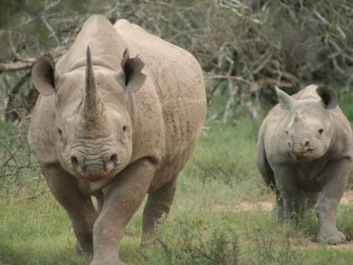 Cần chung tay bảo vệ loài tê giác khỏi nguy cơ bị tuyệt chủng