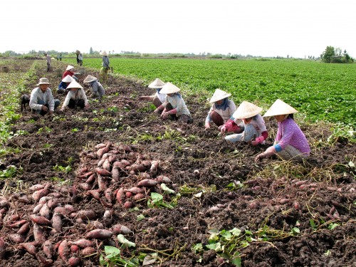 Người dân ồ ạt trồng khoai lang (Ảnh: khuyencongvinhlong.gov.vn)
