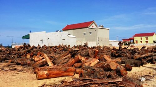 Cây phi lao bị đốn hạ nằm la liệt. Dù rằng dự án này chưa có đánh giá tác động môi trường, chưa có hợp đồng thuê đất, chưa chuyển đổi từ rừng phòng hộ sang đất nuôi tôm nhưng tỉnh vẫn để doanh nghiệp tiến hành chặt rừng, san ủi (Ảnh: VietNamNet)