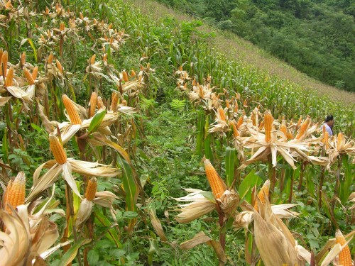 Phát triển nhóm cây làm nguyên liệu thức ăn chăn nuôi vừa tăng giá trị ngành trồng trọt, vừa tạo đà phát triển cho ngành chăn nuôi (Ảnh minh họa: backan.gov.vn)