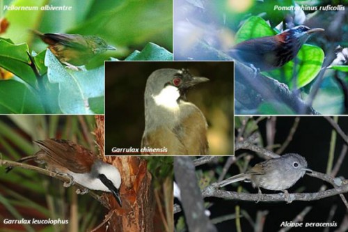 Năm loài chim hét cao cẳng trong nghiên cứu (Ảnh: Yohe)