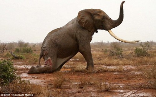 Con voi đau đớn khi bị bắn vào chân (Ảnh: Barcroft Media)