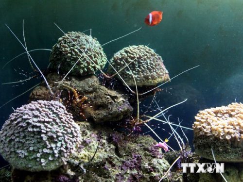 Tăng cường bảo tồn tài nguyên đa dạng sinh học biển (Ảnh: TTXVN)