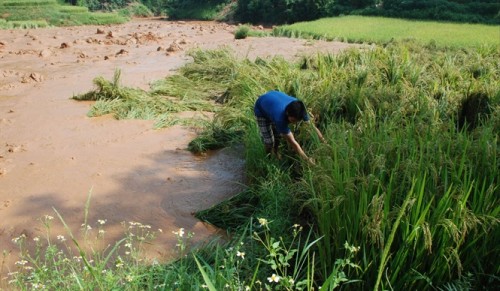 Người dân thôn Lương Thiện đang dựng lại lúa sau trận vỡ đập hồ thải (Ảnh: nongnghiep.vn)