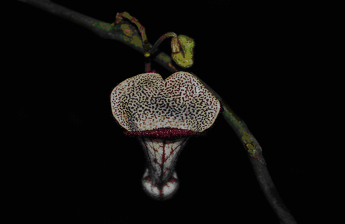 Hoa của loài Aristolochia xuanlienensis (Ảnh: Trịnh Duy Hưng/Báo Tin Tức)