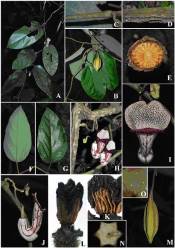 Tiêu bản về hoa, lá, quả, thân, nhụy của loài Aristolochia xuanlienensis. (Ảnh: Trịnh Duy Hưng/Báo Tin Tức)