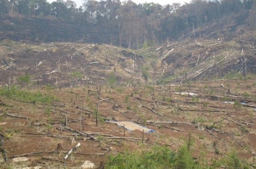Hàng nghìn ha rừng ở Đăk Lăk bị cạo trọc để trồng sắn (Ảnh: nongnghiep.vn)