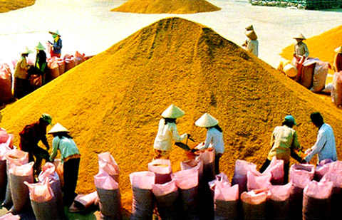 Năng suất lúa cao nhưng giá trị thương phẩm chưa cao,  nông nghiệp Việt Nam đang chờ tái cơ cấu (Ảnh: Đại Đoàn Kết)