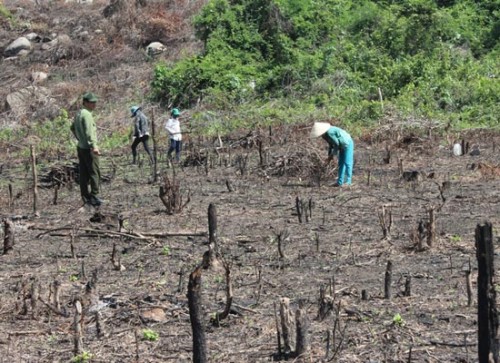 Đất rừng của Ban quản lý rừng phòng hộ Ninh Hòa bị lấn chiếm, trồng bắp (Ảnh: Sài Gòn Giải Phóng)