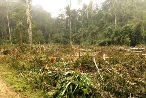 Một vụ phá rừng xảy ra tại BQL rừng phòng hộ Sông Lò đầu năm 2014 (Ảnh: Tuấn Minh/nld.com.vn)
