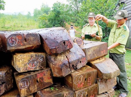 66 phách gỗ kiền kiền bị lực lượng liên ngành huyện Đông Giang bắt giữ khi đang cất giấu tại khu vực giáp ranh rừng đặc dụng Bà Nà - Núi Chúa, Đà Nẵng (Ảnh: Sài Gòn Giải Phóng)