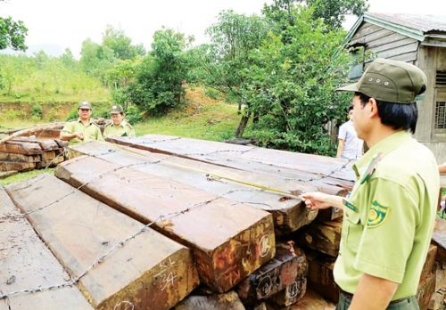 Kiểm lâm huyện Đông Giang (Quảng Nam) phát hiện hàng trăm phách gỗ khai thác trái phép tại khu vực giáp ranh với rừng đặc dụng Bà Nà - Núi Chúa (Ảnh: Sài Gòn Giải Phóng)