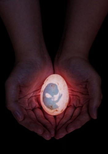 Bức ảnh mang tên “Sự che chở” của nhiếp ảnh gia Robert Cabagnot. Một phôi thai gà con đang phát triển trong vỏ trứng ở thành phố Antipolo, Rizal, Philippines.