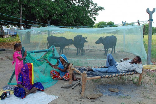 Bức ảnh mang tiêu đề ‘Cuộc sống và môi trường’ của nhiếp ảnh gia Dimple Pancholi, ghi lại cảnh tượng nông dân mắc màn bảo vệ trâu ở Nal Sarovar, Ahemadabad, Gujarat, Ấn Độ.