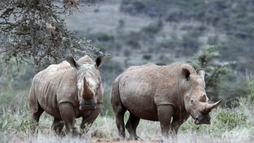 Hai cá thể tê giác trắng phương Bắc ở Kenya (Ảnh: AFP)