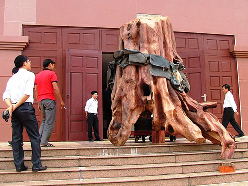Gốc sưa định giá 17 tỉ đồng được đưa vào Bảo tàng Tổng hợp tỉnh Quảng Bình (Ảnh: nld.com.vn)