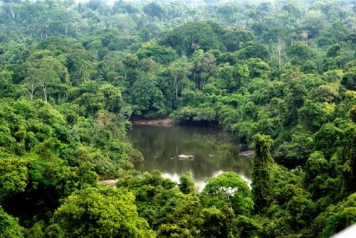 Khu bảo tồn Alto Maues. (Ảnh: wwf.org.br)