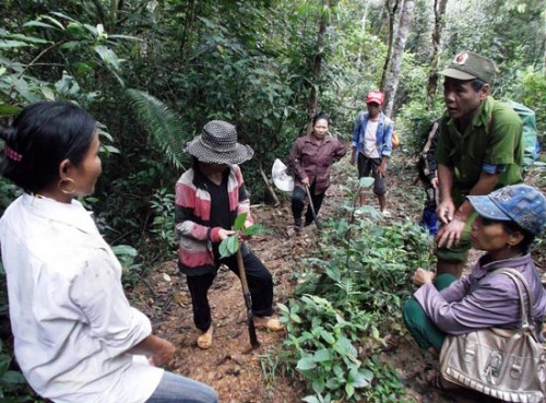 Đồng bào Mã Liềng trong một lần đi tuần rừng để bảo vệ kho thuốc tự nhiên (Ảnh: Sài Gòn Giải Phóng)