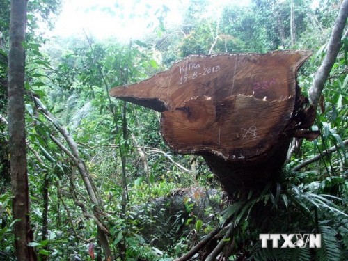 Một cây gỗ lớn bị lâm tặc đốn trộm (Ảnh: TTXVN)