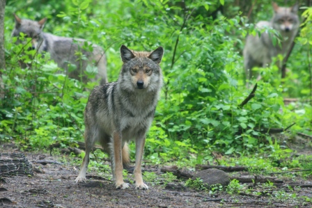 Ảnh minh họa: Wolf Conservation Center