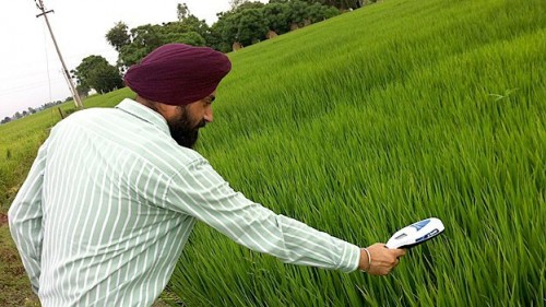 Ông Singh đang sử dụng công cụ cho một ruộng lúa (Ảnh: BBC)