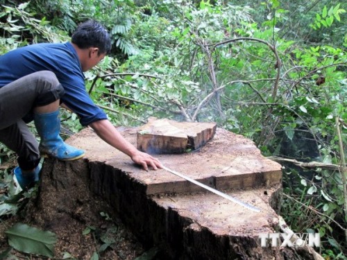 Một cây gỗ quý bị lâm tặc triệt phá (Ảnh: TTXVN)