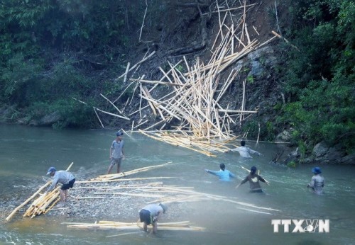 Chuyển gỗ keo qua dòng nước chảy xiết tại khu vực suối Màu. (Ảnh: Phước Ngọc/TTXVN)