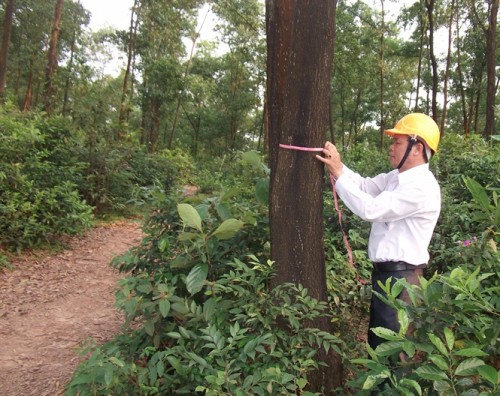Nông dân Lê Biên Hòa đang đo kích thước cây rừng được cấp FSC (Ảnh: nongnghiep.vn)