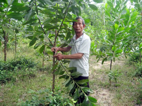 Ông Thanh trồng keo trả lại diện tích rừng bị phá (Ảnh: nongnghiep.vn)