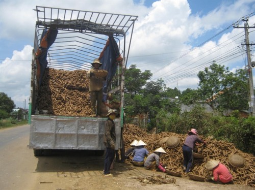 Nông dân huyện Sông Hinh thu hoạch sắn (Ảnh: nongnghiep.vn)