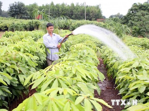 Chăm sóc giống cây trồng phục vụ trồng rừng ở Đồng Nai. (Ảnh: Quang Quyết/TTXVN)