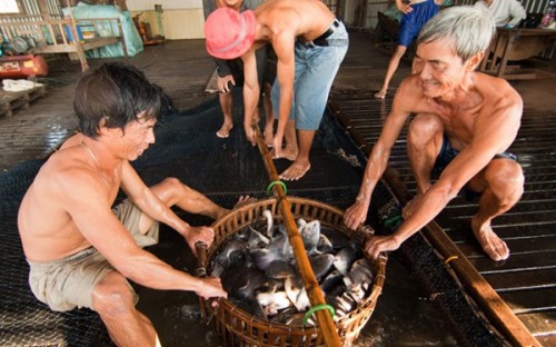 Thu hoạch cá basa tại Châu Đốc, An Giang.   (Ảnh: L.H.T)